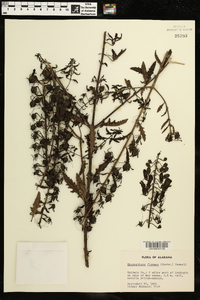 Macranthera flammea image