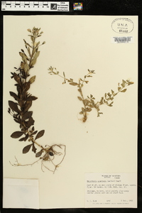 Mecardonia acuminata image
