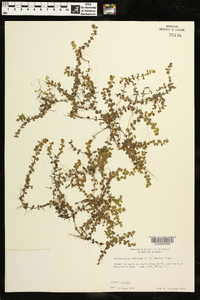 Micranthemum umbrosum image