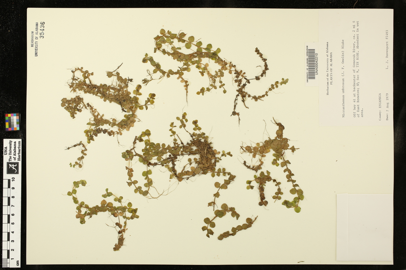 Micranthemum umbrosum image