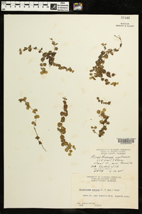 Micranthemum umbrosum image