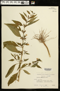 Ruellia purshiana image