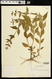 Mimulus alatus image