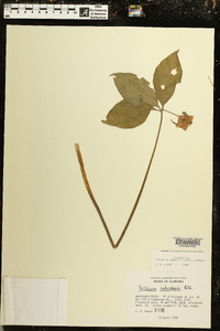 Trillium catesbaei image