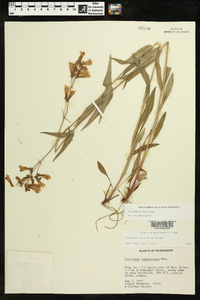 Penstemon laevigatus image