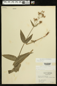 Penstemon laevigatus image