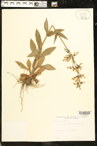 Penstemon australis image