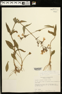 Penstemon laevigatus image