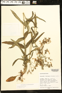 Penstemon laxiflorus image