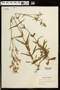 Penstemon laxiflorus image