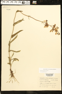 Penstemon laxiflorus image