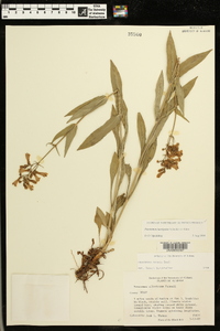 Penstemon laevigatus image