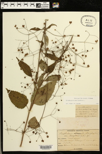 Scrophularia marilandica image