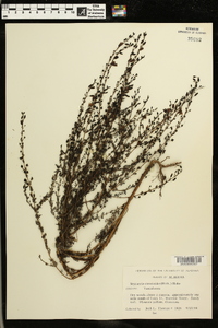 Seymeria cassioides image