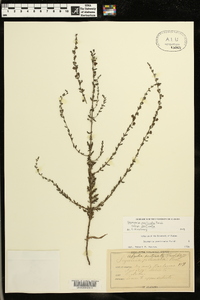 Seymeria pectinata subsp. pectinata image