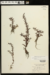 Veronica peregrina subsp. peregrina image