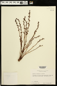 Epifagus virginiana image