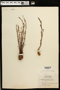 Epifagus virginiana image