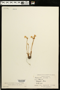 Orobanche uniflora image