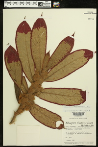 Image of Columnea eburnea