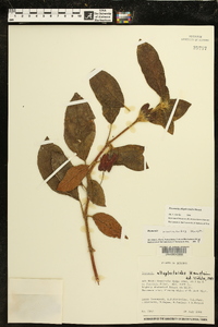 Drymonia alloplectoides image