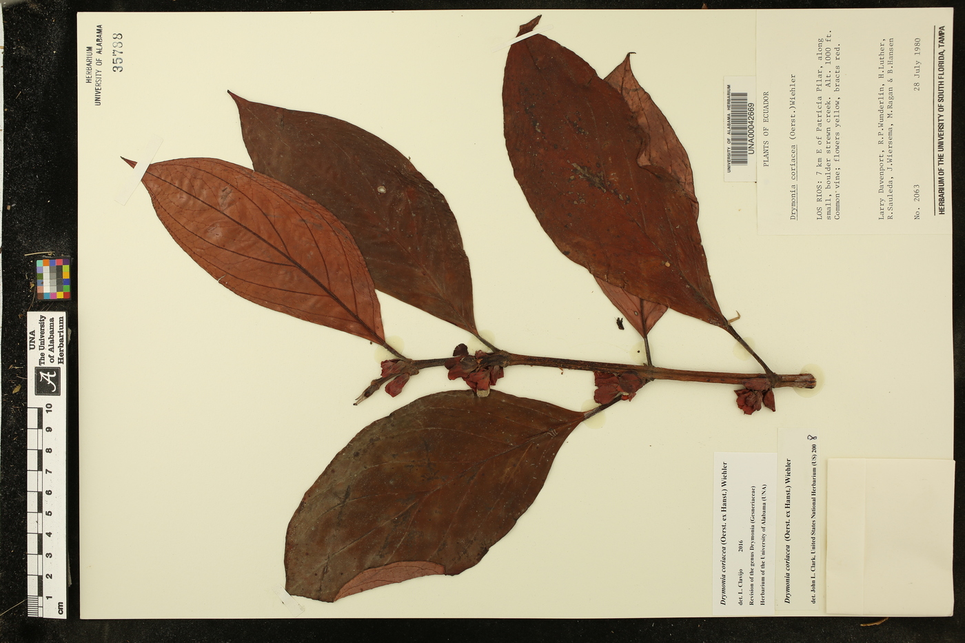 Drymonia coriacea image