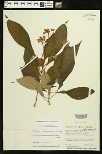 Gasteranthus timidus image