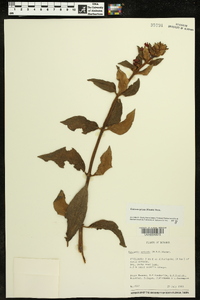 Kohleria spicata image