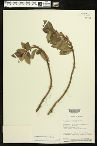 Columnea angustata image