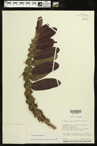 Columnea spathulata image