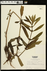 Hygrophila lacustris image