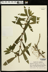 Hygrophila lacustris image