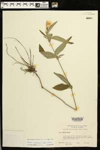 Ruellia caroliniensis image