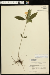 Ruellia caroliniensis image