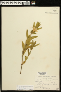 Ruellia humilis image