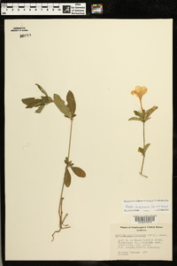 Ruellia caroliniensis image