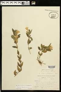 Ruellia humilis image