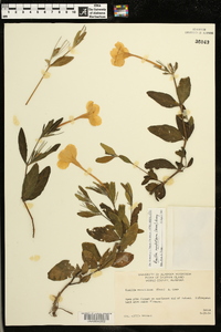 Ruellia noctiflora image