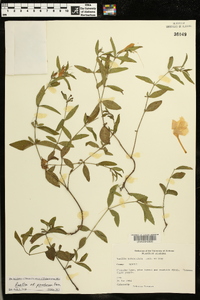 Ruellia pinetorum image