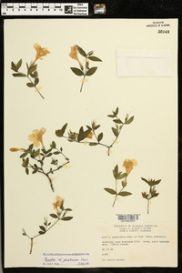 Ruellia pinetorum image