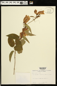 Bignonia capreolata image