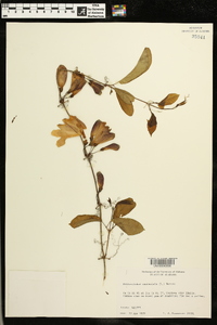 Anisostichus capreolata image