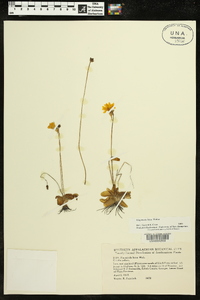 Pinguicula lutea image