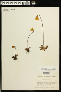 Pinguicula lutea image