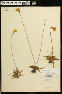 Pinguicula lutea image