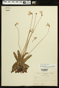 Pinguicula planifolia image