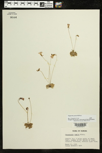 Pinguicula pumila image