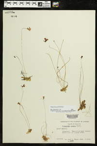 Pinguicula pumila image