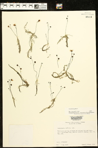 Utricularia gibba image