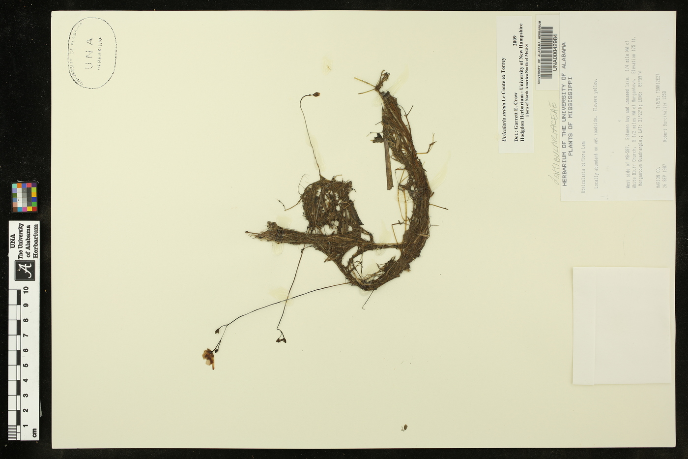 Utricularia striata image